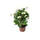 Nura Botanik Sarı Dikenler Tacı Japon İğnesi Euphorbia Milli, Tek Ebat