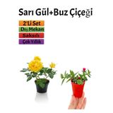 Nura Botanik Sarı Gül Fidanı + Buz Çiçeği Fidanı Seti, 15-25 cm, Saksılı, 2'li Set