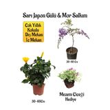 Nura Botanik Sarı Japon Gülü Çiçeği, Mor Salkım Ağacı Fidanı, Mezem Çiçeği Hediyeli Peyzaj Seti, 30-60 cm