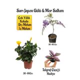 Nura Botanik Sarı Japon Gülü Çiçeği, Mor Salkım Ağacı Fidanı, Telgraf Çiçeği Hediyeli Peyzaj Seti