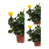 Nura Botanik Sarı Japon Gülü Fidanı, 3 Adet Saksılı, 50-70 cm, Hibiscus Rose