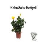 Nura Botanik Sarı Japon Gülü (Hibiscus Rosa), Helen Saksı Hediyeli, Çiçekli Bodur Bitki