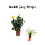 Nura Botanik Sarı Japon Gülü (Hibiscus Rosa) Kurdele Çiçeği Hediyeli, Çiçekli Bodur Bitki