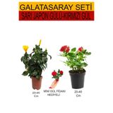 Nura Botanik Sarı Japon Gülü, Kırmızı Gül, Hediyelik Kırmızı Gül Fidanı, 2'Li Takım Seti