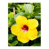 Nura Botanik Sarı Japon Gülü, Sarı Çiçekli, 1 Adet Saksılı, 40-60 cm, Bahçe Bitkisi (Hibiscus Rose)
