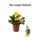 Nura Botanik Sarı Kalanşo Buz Çiçeği Hediyeli, Kadınlar Gününe Özel