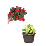 Nura Botanik Sarı Kırmızı 2 Renk 2 Adet Milli Dikenler Tacı Çiçeği Saksılı, 15-30cm, Euphorbia