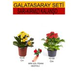 Nura Botanik Sarı-Kırmızı Kalanşo ve Kırmızı Gül Fidanı 2'li Takım Seti, 10-30 cm