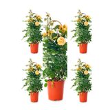 Nura Botanik Sarı Kokulu Gül Fidanı, 50-70 cm, 5 Adet Saksılı