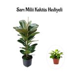 Nura Botanik Sarı Milii Kaktüs Hediyeli, Parlak Canlı Yapraklı Kauçuk Bitkisi