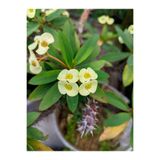 Nura Botanik Sarı Milli Dikenler Tacı, 1 Adet Saksılı, 10-30 cm, Salon Bitkisi, Euphorbia
