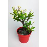 Nura Botanik Sarı Milli Dikenler Tacı Büyük Boy, 40-60 cm, Saksılı Euphorbia Kaktüs