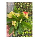 Nura Botanik Sarı Milli Dikenler Tacı Çiçeği, 1 Adet, 15-30cm Saksılı, Euphorbia