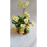 Nura Botanik Sarı Renk Dikenler Tacı (Euphorbia), 15-45 cm, Saksılı Kaktüs