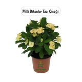 Nura Botanik Sarı Renk Milii Dikenler Tacı Çiçeği, 1 Adet Saksılı, Euphorbia Milii