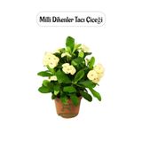 Nura Botanik Sarı Renk Milii Dikenler Tacı Çiçeği, 1 Adet Saksılı, Yellow Euphorbia Milii