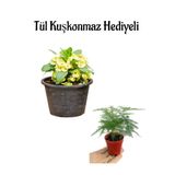 Nura Botanik Sarı Renk Milli Dikenler Tacı Çiçeği Tül Kuşkonmaz Hediyeli, Tek Ebat