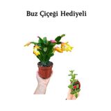 Nura Botanik Sarı Renk Yılbaşı Çiçeği Sarı Milii Kaktüs Hediyeli, Saksı Bitkisi