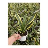 Nura Botanik Sarı Renkli Paşa Kılıcı Kılıç Çiçeği, 20-40cm, Saksılı, İç Mekan Bitkisi