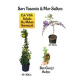 Nura Botanik Sarı Yasemin Çiçeği, Mor Salkım Ağacı Fidanı, Buz Çiçeği Hediyeli Peyzaj Seti
