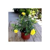Nura Botanik Sarı Yediveren Gül, 50-70 cm, Saksılı Aşılı Gül