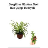 Nura Botanik Sarı Yeşil Yapraklı Kurdele Çiçeği, Buz Çiçeği Hediyeli