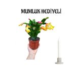 Nura Botanik Sarı Yılbaşı Çiçeği, İç Mekan Bitkisi, Mumluk Hediyeli