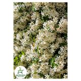 Nura Botanik Sarılıcı Arap Yasemin Çiçeği 1 ADET Saksılı/Tüplü 30-60Cm Bahçe Çiçeği