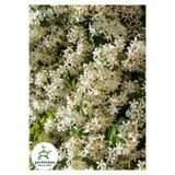 Nura Botanik Sarılıcı Arap Yasemin Çiçeği, 30-60 cm, Saksılı, Bahçe Çiçeği