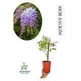 Nura Botanik Sarmaşık Kokulu Mor Salkım Ağacı Fidanı, Saksılı, 30-50cm