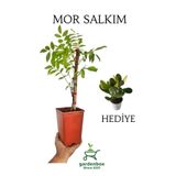 Nura Botanik Sarmaşık Mor Salkım Ağacı Fidanı, 40-60 cm, Saksılı, Yeşim Para Çiçeği Hediyeli
