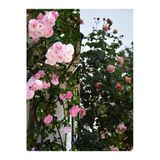 Nura Botanik Sarmaşık Ponpon Pembe Renk, 100-150 cm, Saksılı Aşılı Gül