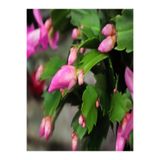 Nura Botanik Schlumbergera Pink Kaktüs Pembe Yılbaşı Çiçeği, İç Mekan Bitkisi