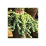 Nura Botanik Sedum Burrito Morganianum (Eşek Kuyruğu) Sukulent Bitki, 5.5cm Saksı, Yeşil