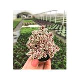 Nura Botanik Sedum Tricolor 3 Renkli Sukulent, 5.5 cm Saksıda