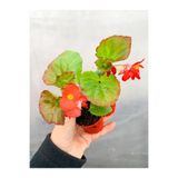 Nura Botanik Şeker Begonya Çiçeği, Kırmızı-Pembe-Beyaz, 5-15 cm Çiçekli Bodur Begonia, 1 Adet