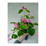 Nura Botanik Şeker Begonyası, Pembe, 10-20cm, İç Mekan Bitkisi