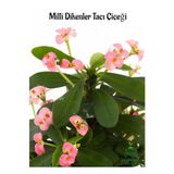 Nura Botanik Şeker Pembe Milii Dikenler Tacı, 20-25 cm, Euphorbia milii pink