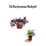 Nura Botanik Şeker Pembe Telgraf Çiçeği, Tül Kuşkonmaz Hediyeli, Çiçekli Bodur Bitki