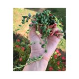 Nura Botanik Senecio Rowleyanus - Boncuk Yapılı Tesbih Çiçeği, İç Mekan Bitkisi
