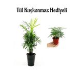 Nura Botanik Sevgililer Gününe Özel Şamador Dağ Palmiyesi Tül Kuşkonmaz