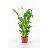 Nura Botanik Spatifilyum Barış Çiçeği Spathiphyllum Bellini Beyaz Çiçekli Salon Bitkisi, 10 cm Saksı