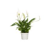 Nura Botanik Spatifilyum Barış Çiçeği Spathiphyllum Bellini, Beyaz Saksı