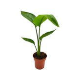 Nura Botanik Starliçe Beyaz Cennet Kuşu, Yavru, 30-40cm, Saksılı, Salon Çiçeği
