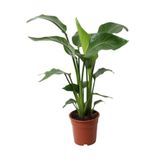 Nura Botanik Starliçe Cennet Kuşu Strelitzia İç Mekan Salon Çiçeği, 50-70cm