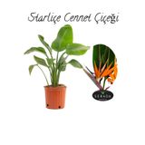 Nura Botanik Starliçe (Strelitzia Reginae) Cennet Kuşu Bitkisi, 50-70 cm, Salon Çiçeği