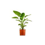Nura Botanik Strelitzia Cennet Çiçeği, Tül Kuşkonmaz, Turuncu Saksı