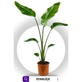 Nura Botanik Strelitzia Starliçe 60 cm Boyunda Salon Bitkisi, İç Mekan Bitkisi, Özel Kutu