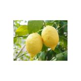 Nura Botanik Sulu Limon Ağacı Fidanı, 70-100 cm, Saksılı, Dış Mekan