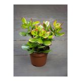 Nura Botanik Sunset Yeşim Çiçeği, Crassula Ovata Saksılı Canlı Bitki, 15-30cm